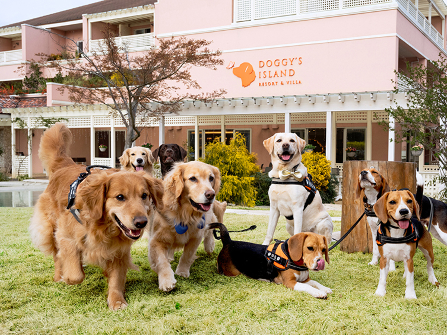 事業所 ドギーズアイランド