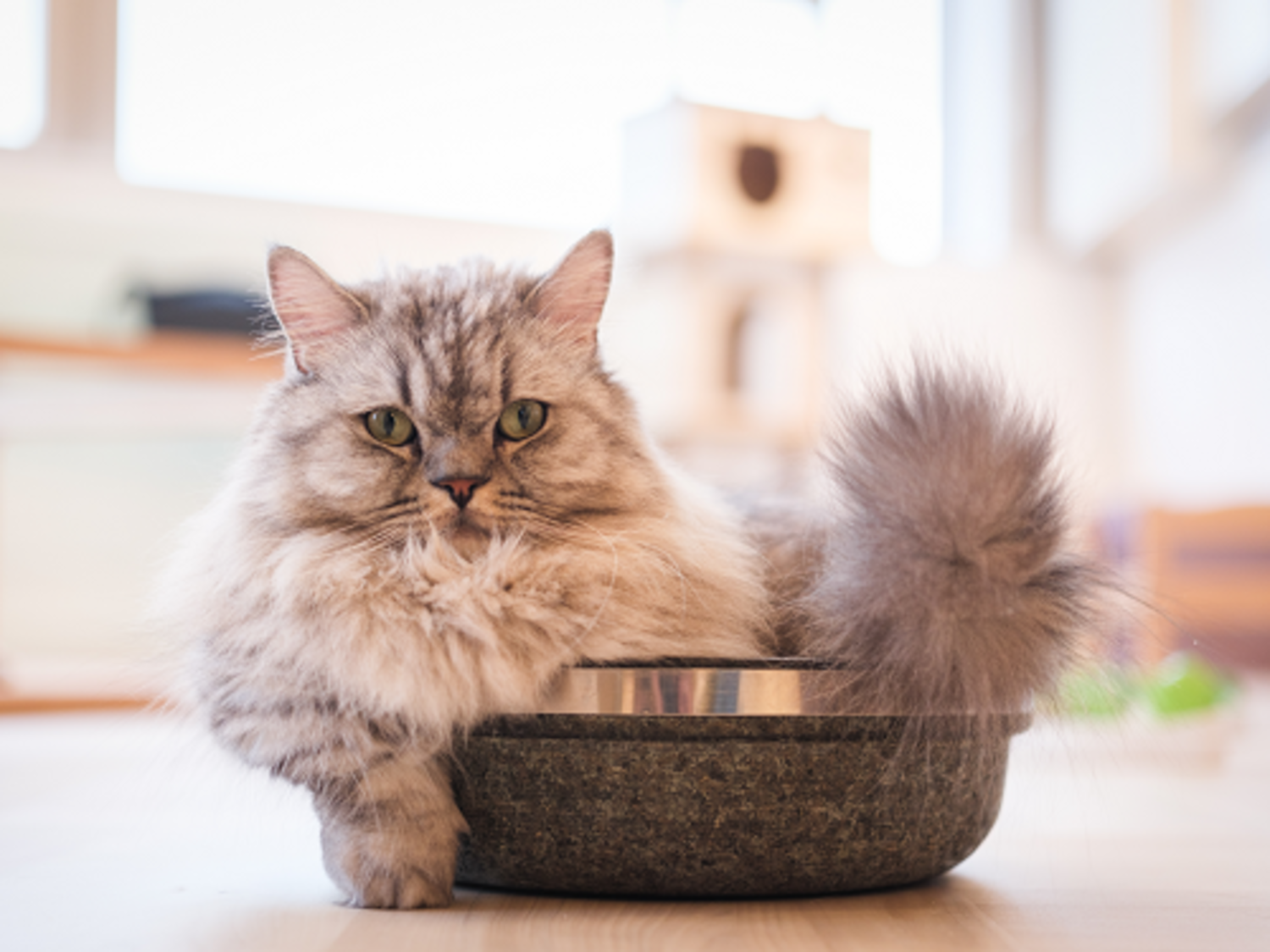 事業所 石焼パンケーキ 蔵之助 &Cat Cafe 蔵之助のしっぽ