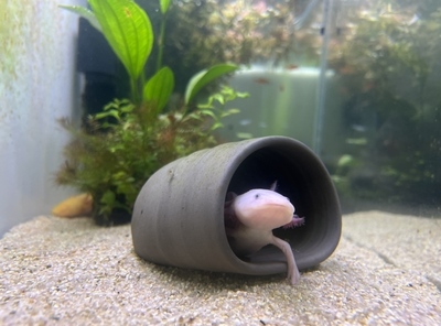 CADセンスと水槽のレイアウトセンスは天下一品!