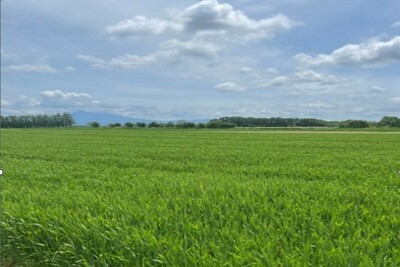 北海道で小麦の開発・製粉を学び、おいしいパンづくりに活かす